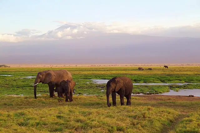 Safari trading process